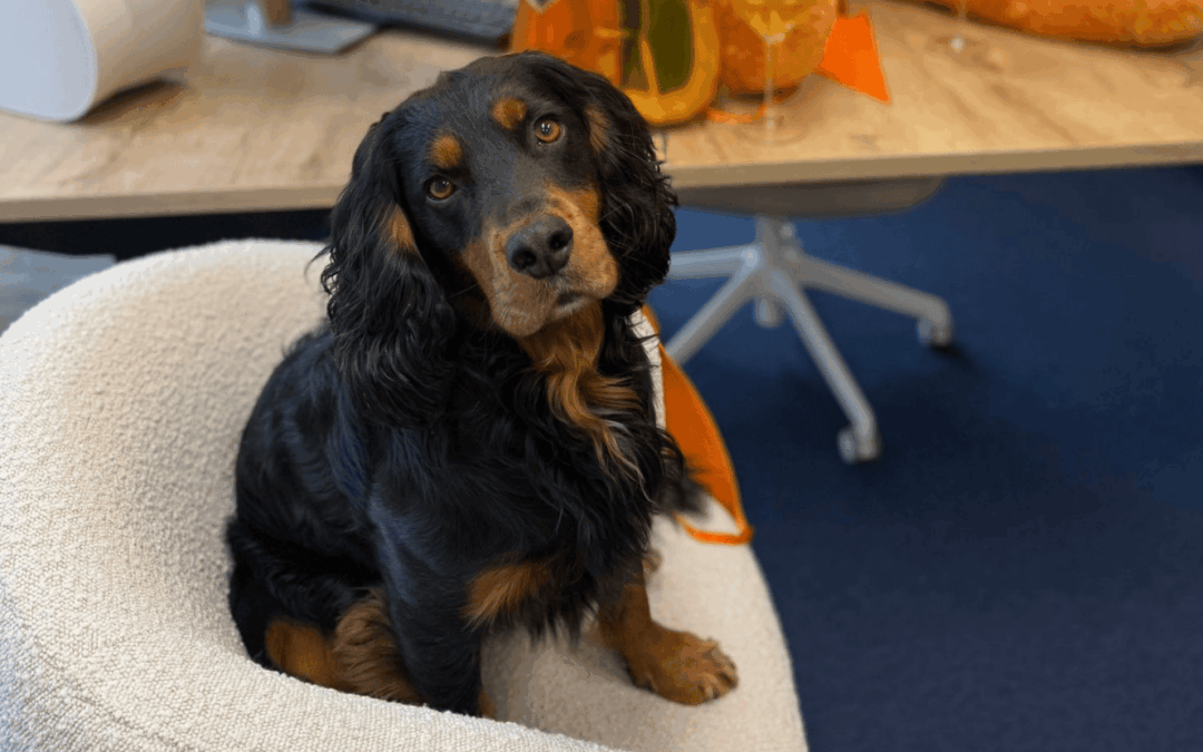 Bobbie, de vrolijke collega op vier poten 🐶